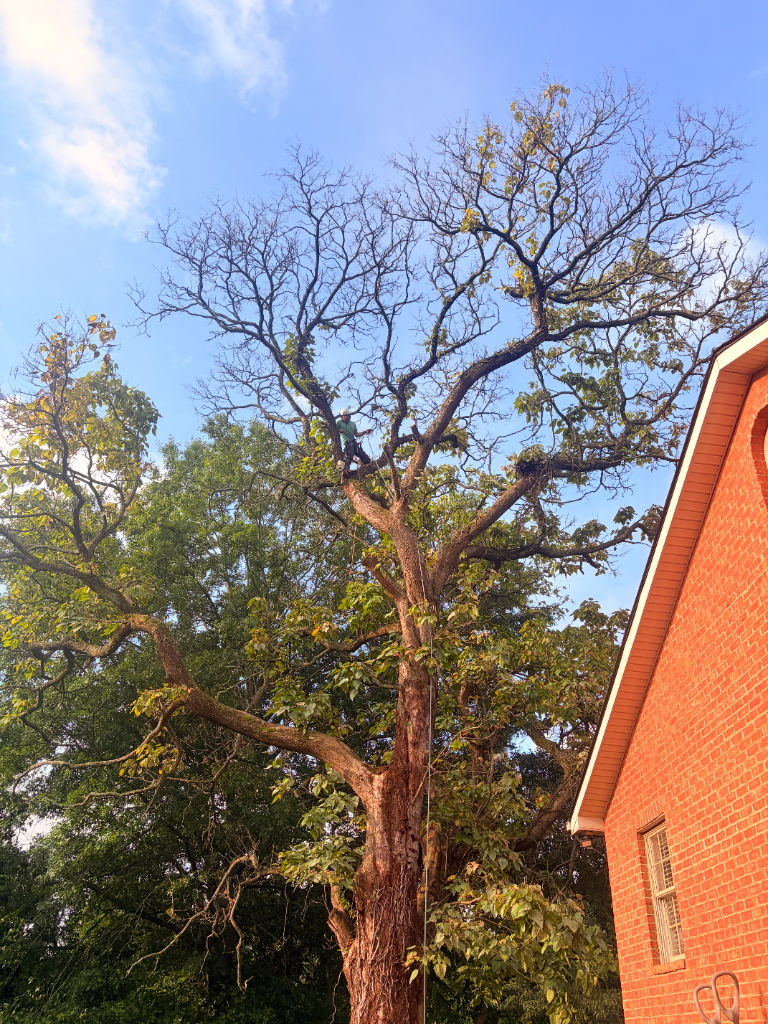Tree service crew working outdoors on a property